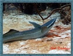 Ramora: Taken off the coast of St. Thomas, USVI. by Noel Weathers 